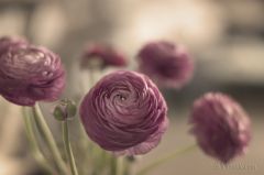 Foto 130-DSC_9039.jpg