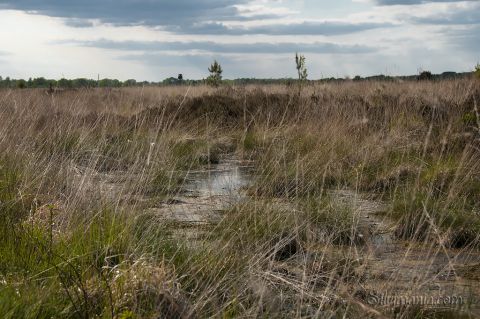 Immer wieder andere Seiten zu sehen