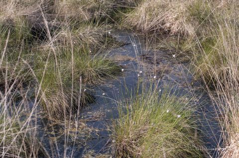 Zartes Wollgras, aber leider dieses Jahr kaum vorhanden