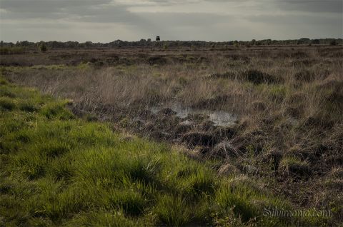 Auch trübe Tage sind im Moor interessant