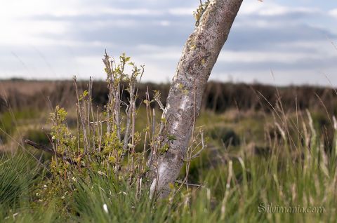 Birkenstamm glänzt in der Sonne