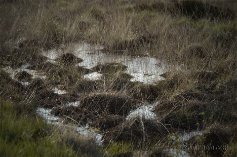 chönes Motiv, gerade wegen des trüben Tages