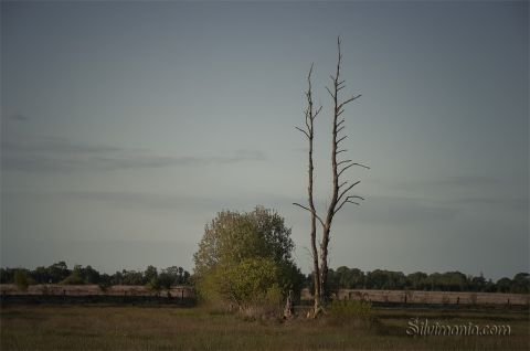 Eine bizzarre Schönheit