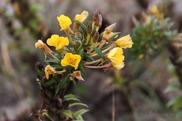 Blumen in den Dünen